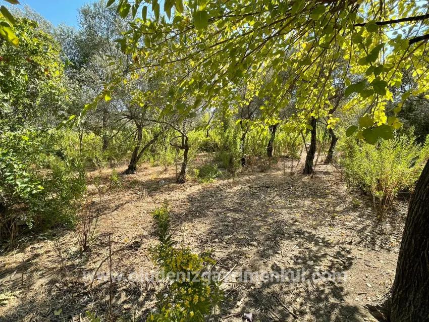 1+0-Zimmer Einfamilienhaus Zu verkaufen in Çandır Bz. Köyceğiz - 2.765 m²