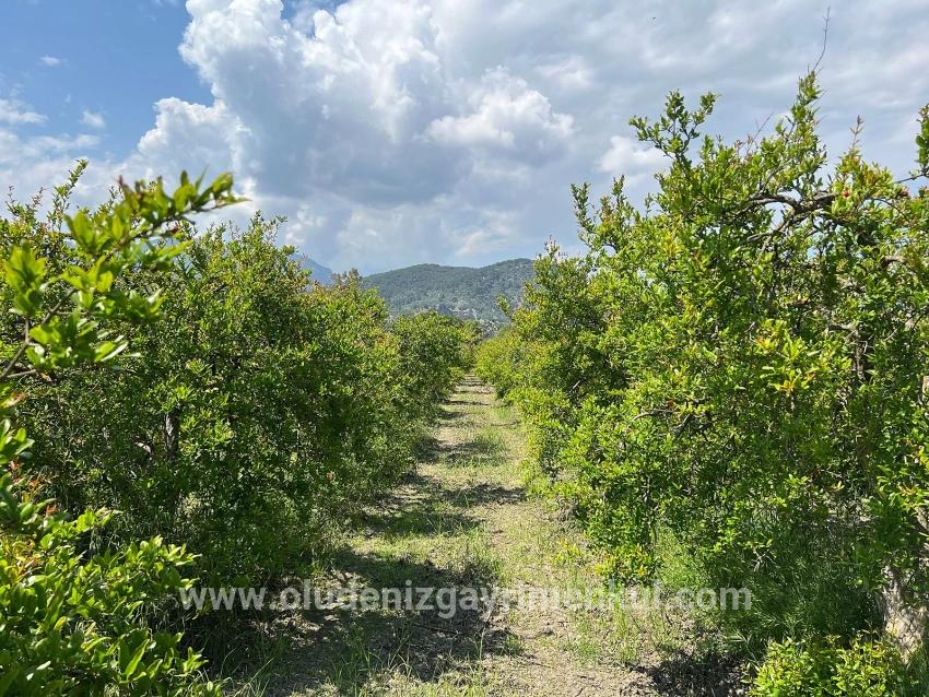 5.100 M² Großes Grundstück In Dalyan, Gebiet Maraş, Zu Verkaufen, Ausgewiesen Für 5% Wohnnutzung.