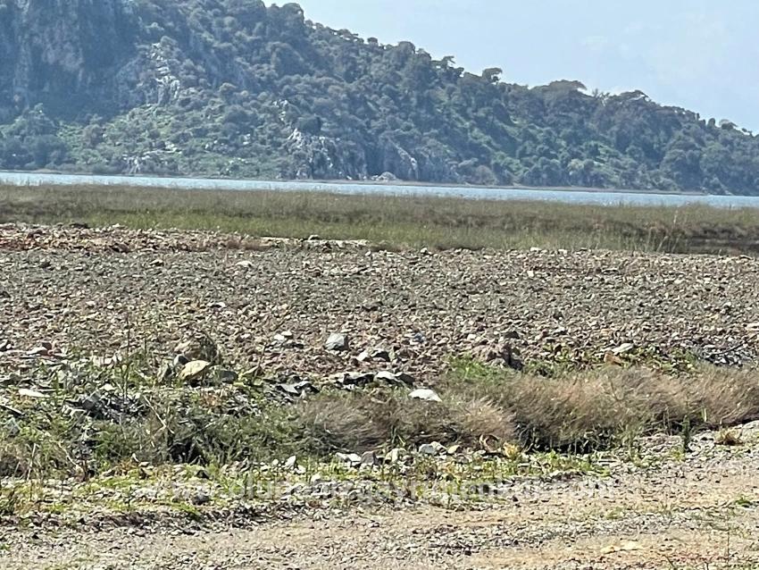 Feld Zu verkaufen in Dalyan Bz. Ortaca - Gehäuse-Zonierung - 19.600 m²