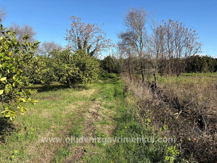 Zitronenhain In Dalyan Zu Verkaufen, 16.500 M²