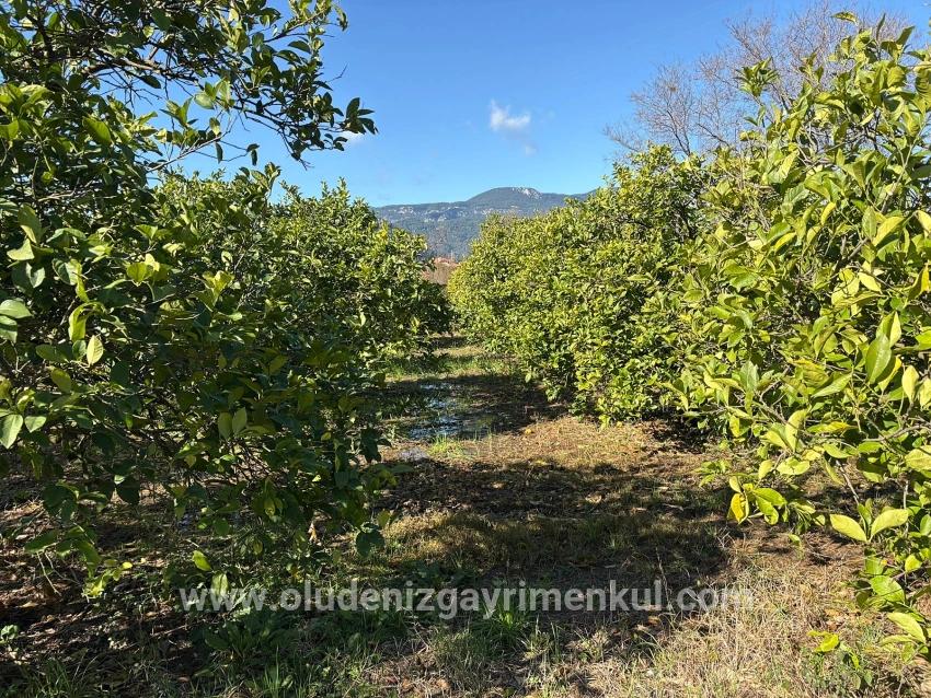 Zitronenhain In Dalyan Zu Verkaufen, 16.500 M²
