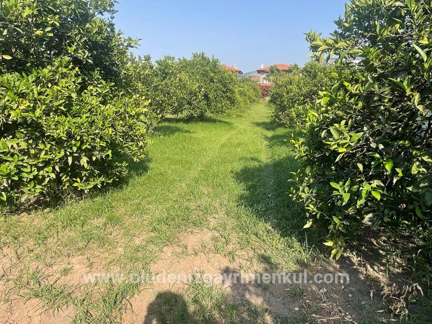 Land Zu verkaufen in Dalyan Bz. Ortaca - Gehäuse-Zonierung - 722 m²