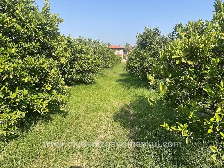 Land Zu verkaufen in Dalyan Bz. Ortaca - Gehäuse-Zonierung - 722 m²