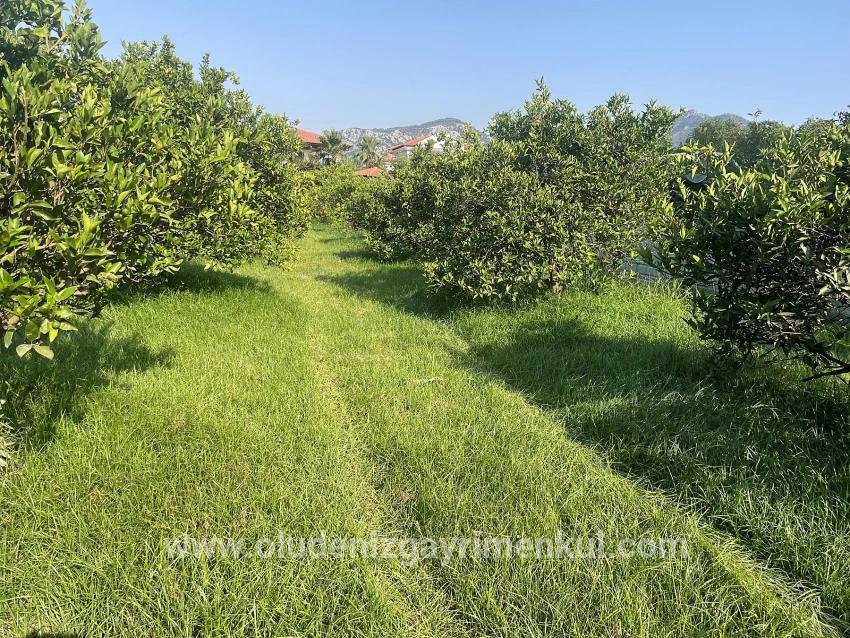 Land Zu verkaufen in Dalyan Bz. Ortaca - Gehäuse-Zonierung - 722 m²