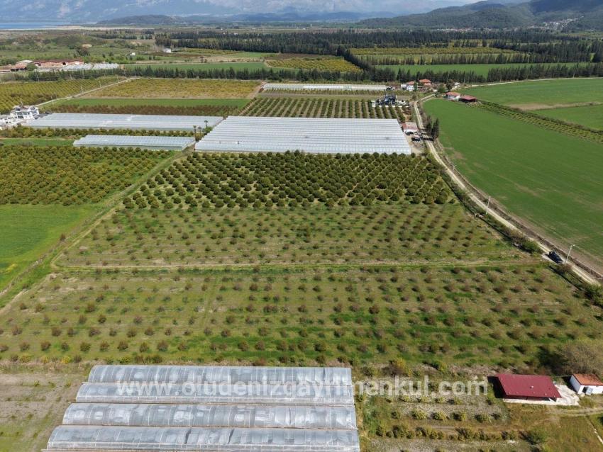 Feld Zu verkaufen in Eskiköy Bz. Ortaca - Feld-Zonierung - 16.000 m²