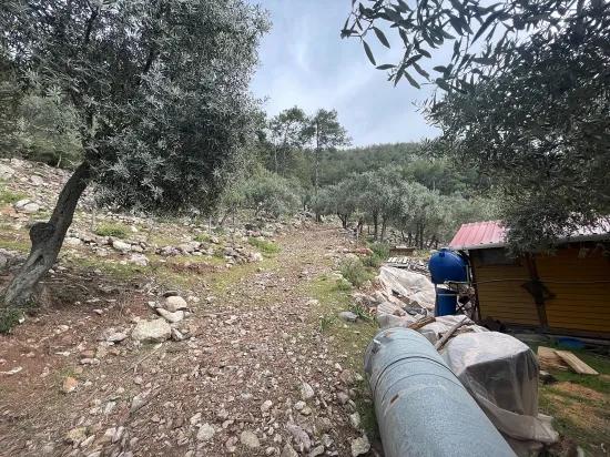 Köyceğiz Ekincik mit Meerblick 7.000m2 2b zu verkaufen Olivenhain