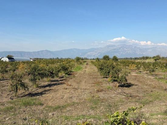 21500 M² Großer Granatapfelgarten In Eskiköy Zu Verkaufen