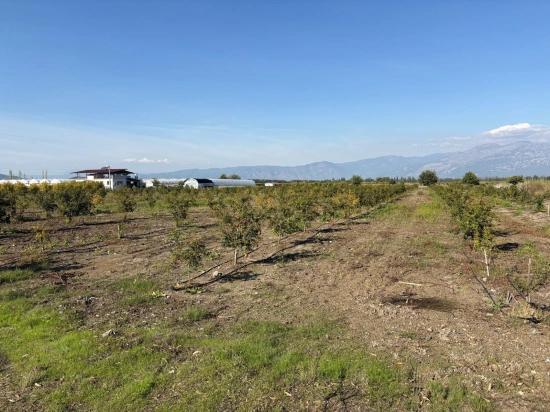 21500 M² Großer Granatapfelgarten In Eskiköy Zu Verkaufen