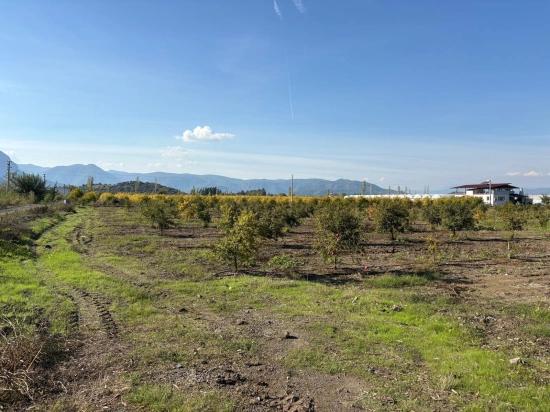 21500 M² Großer Granatapfelgarten In Eskiköy Zu Verkaufen