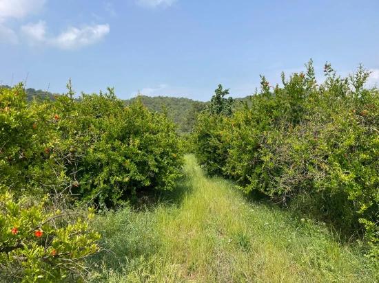 7800 M² Großes Grundstück Zum Verkauf In Gökbel, Neben Der Iztuzu Beach Road