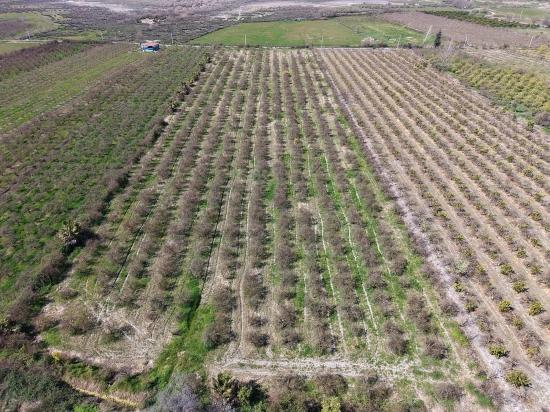 16.710 M² Granatapfelgarten Zum Verkauf Mit Seeblick In Eskiköy