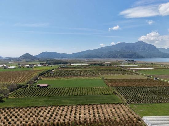 16.000 M² Großer Granatapfelgarten In Eskiköy Zu Verkaufen