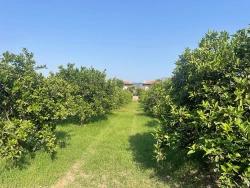 Land Zu verkaufen in Dalyan Bz. Ortaca - Gehäuse-Zonierung - 722 m²