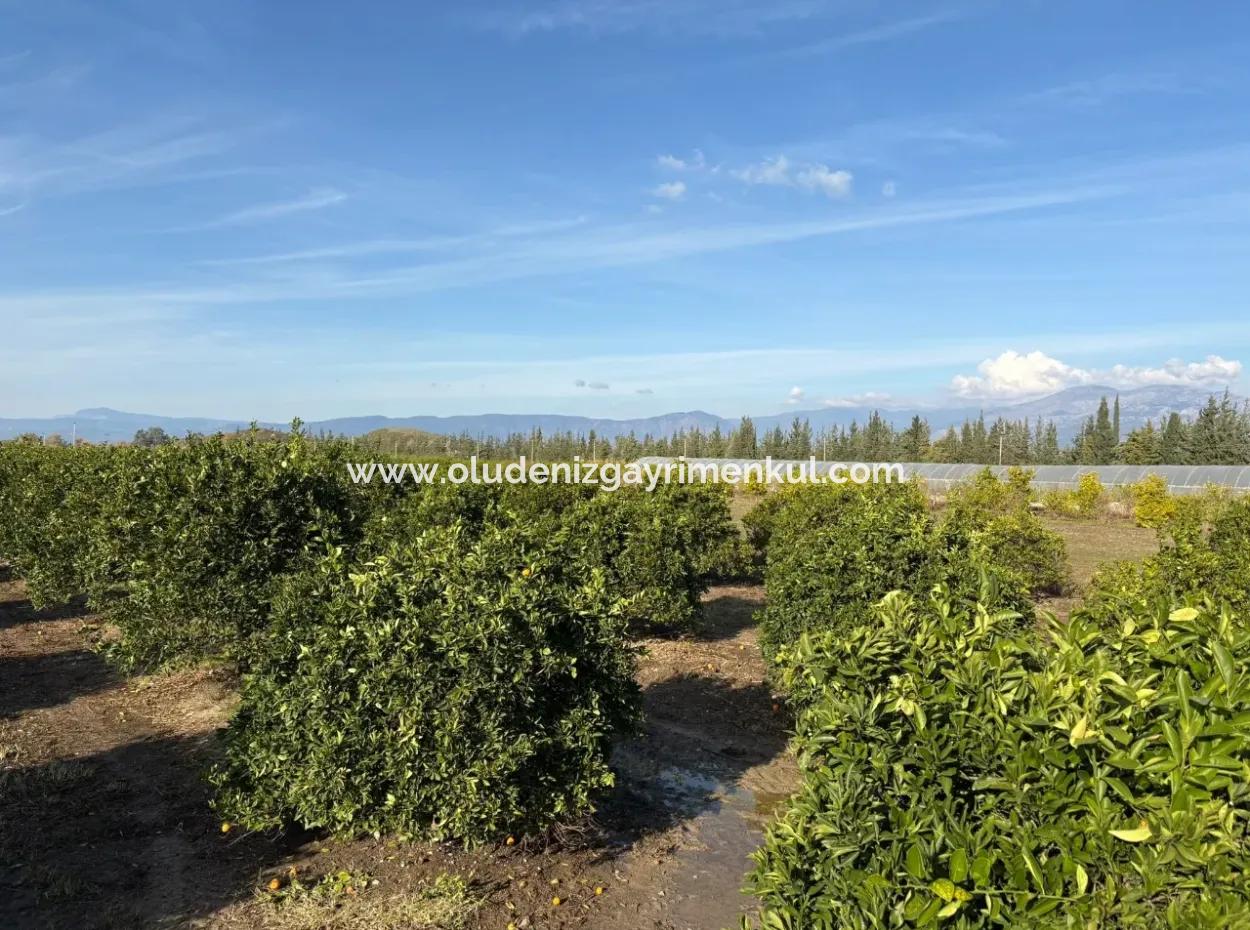 4 1 Villen Zum Verkauf Auf 14.136 M2 Feld In Eskiköy