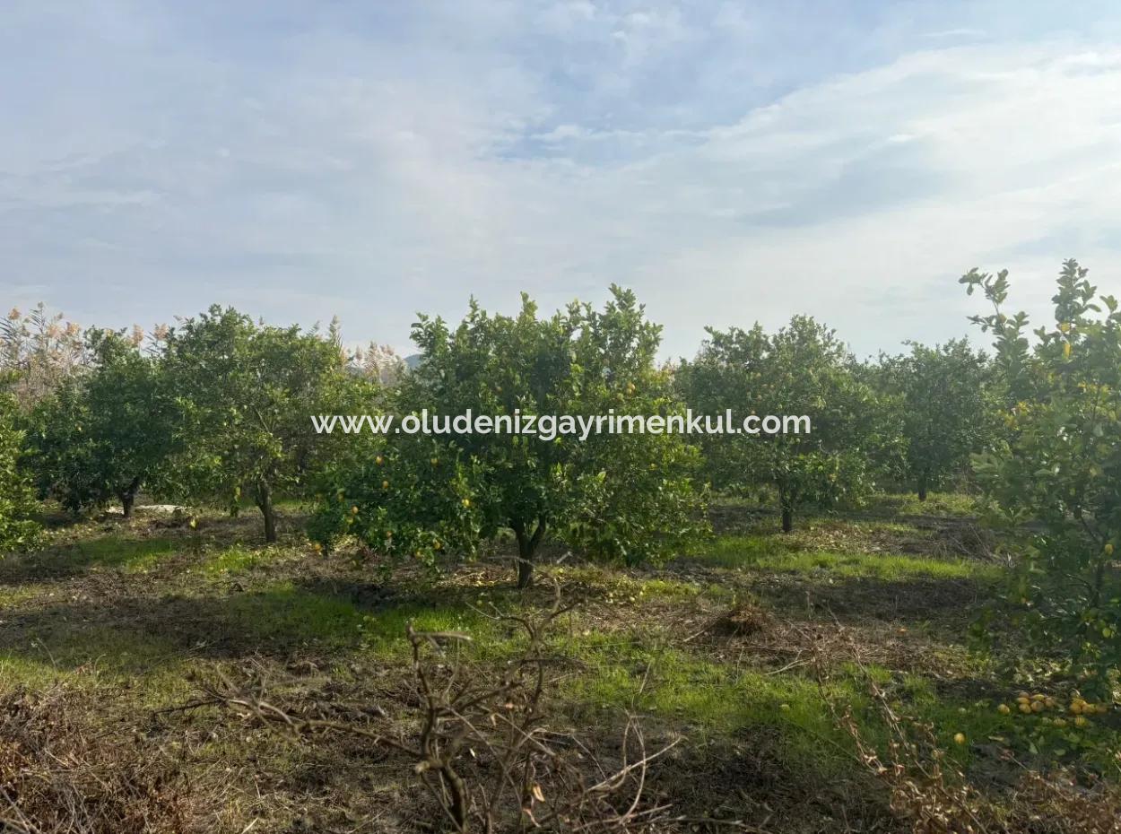 Einzeleigentumsurkunde 5617M2 Zitronengarten Zum Verkauf In Tepearası