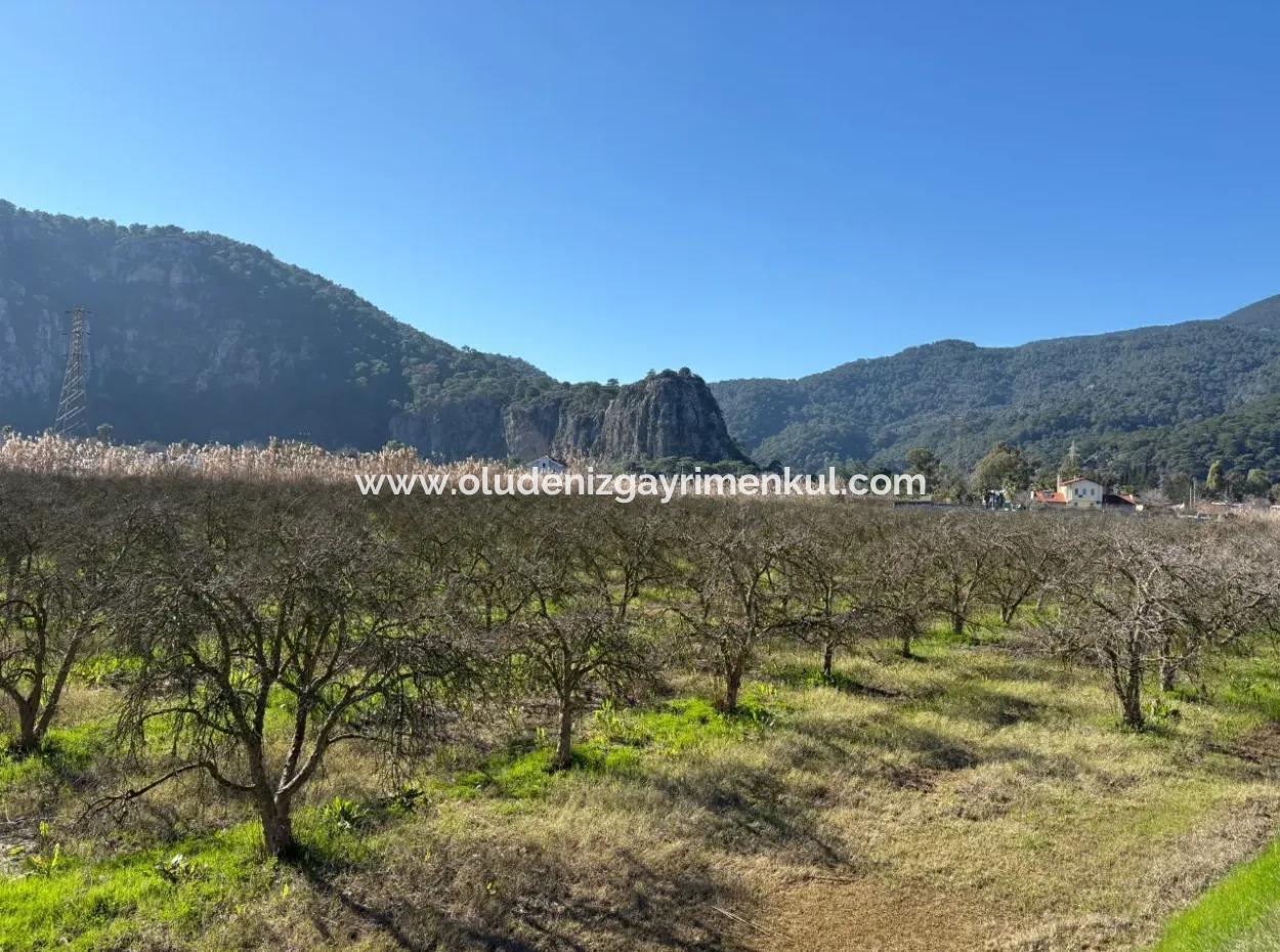 5985M2 5% Zoniertes Land Zum Verkauf In Dalyan Als Weinberggarten