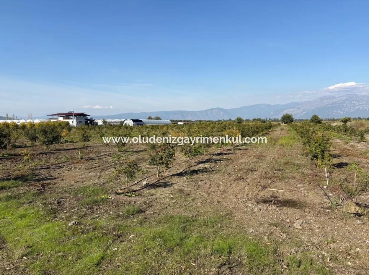 21500M2 Granatapfelgarten Zum Verkauf In Eskiköy