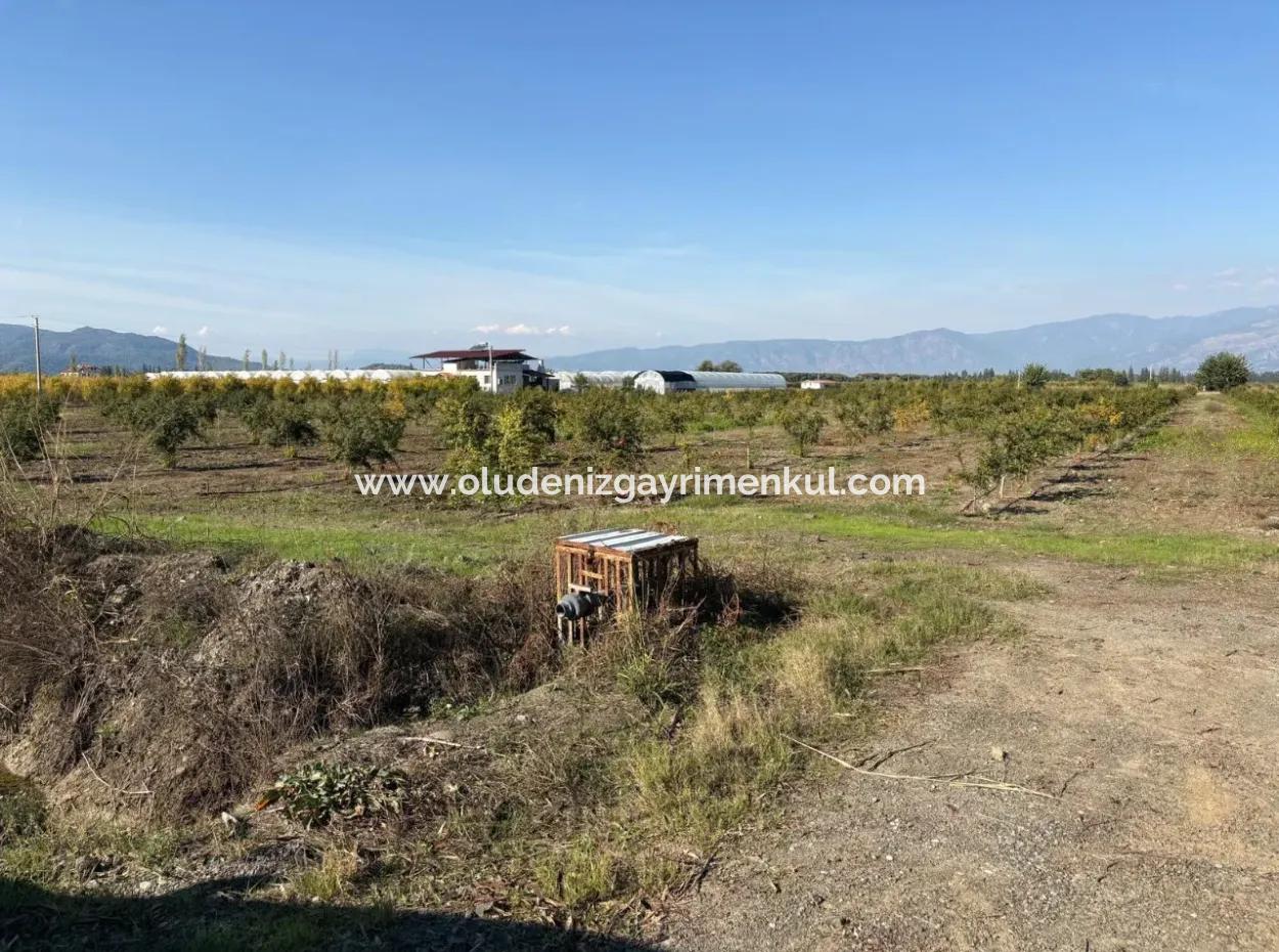 21500M2 Granatapfelgarten Zum Verkauf In Eskiköy