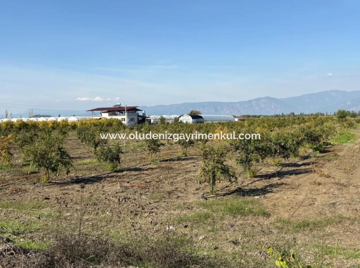 21500M2 Granatapfelgarten Zum Verkauf In Eskiköy