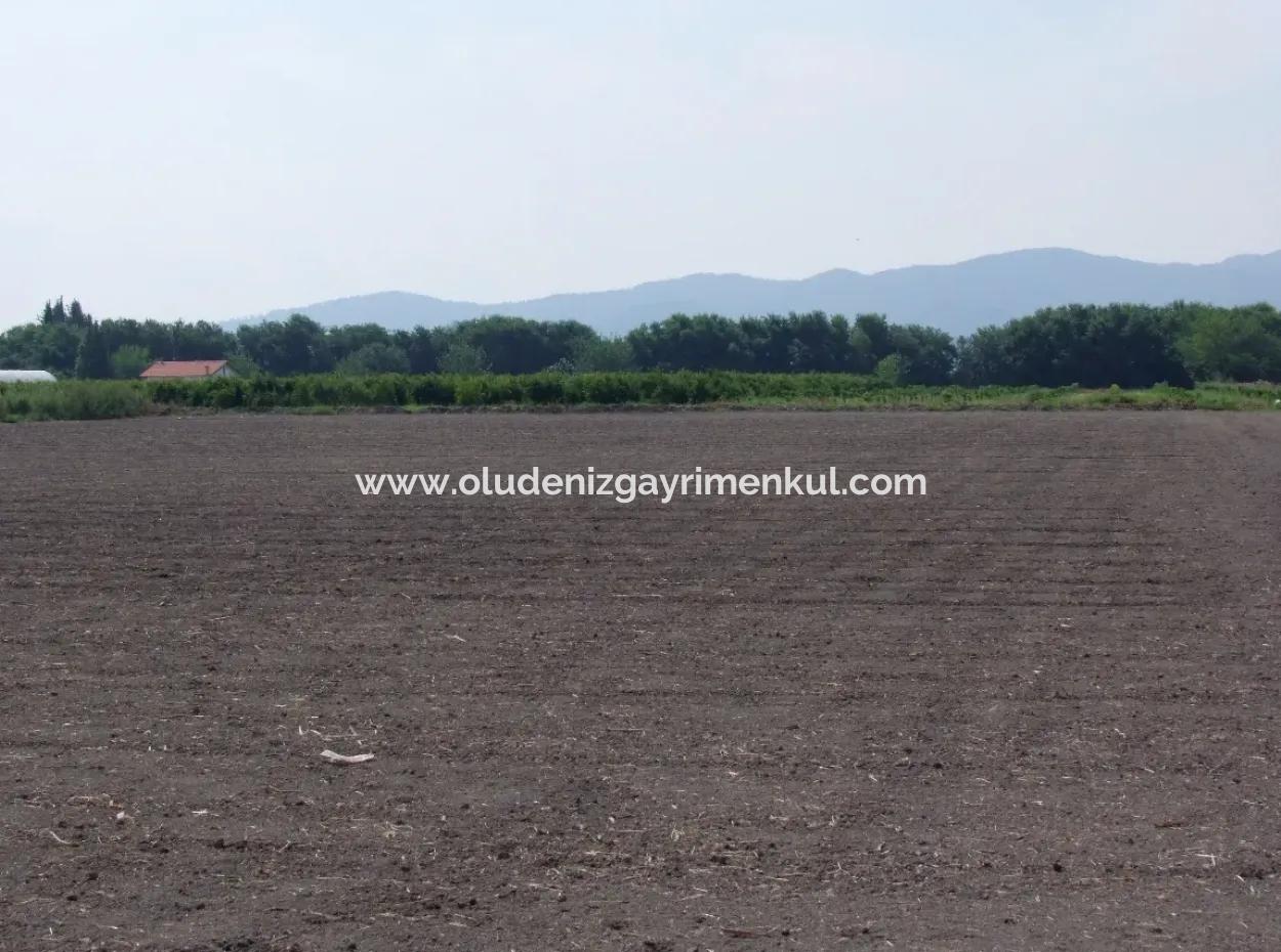 Bauernhof Zum Verkauf In Dalyan Eskikoy Eskikoy Oriya 14,900M2 Grundstück Zu Verkaufen Feld