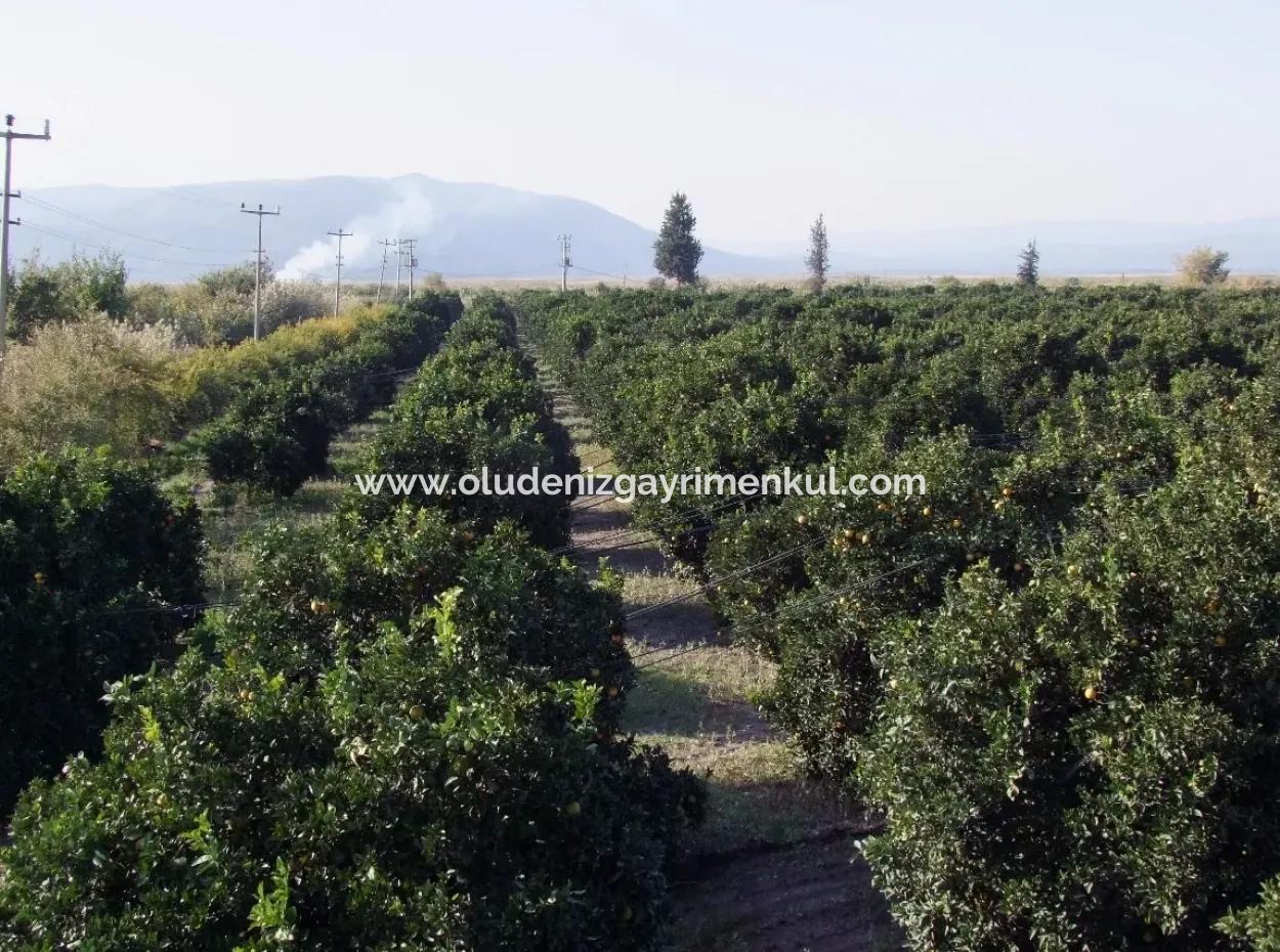 Garten Zum Verkauf In Oriya Tepearasi Zwischen Der Peak 65,000M2 Orange Garten Zum Verkauf