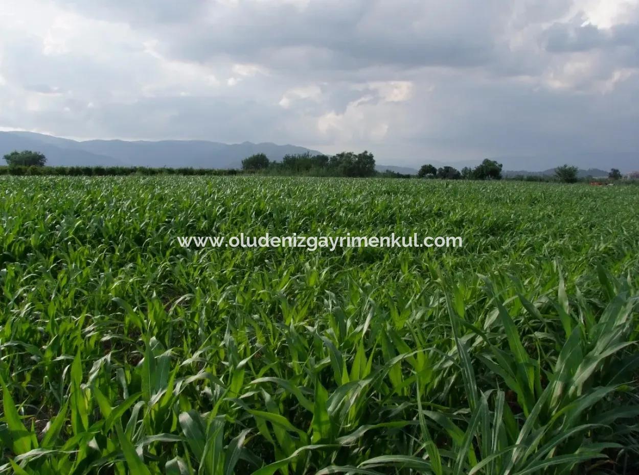 Bauernhof Zum Verkauf In Der Nähe Des Zentrums Von Dalyan,14, 612M2 Bauernhof Zum Verkauf