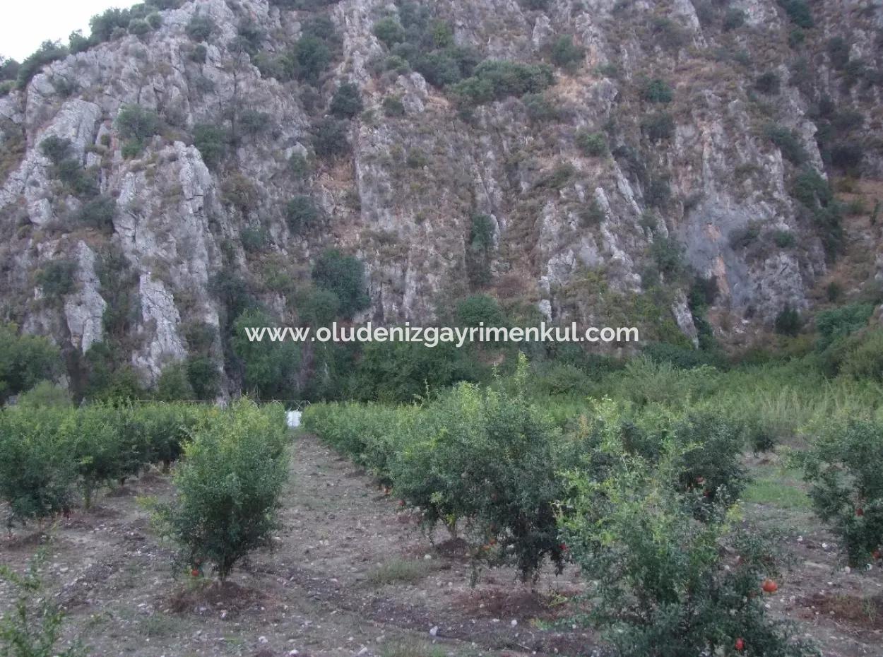 Grundstück Zum Verkauf Granatapfel Garten Zum Verkauf In Oriya Mergenli Mergenli
