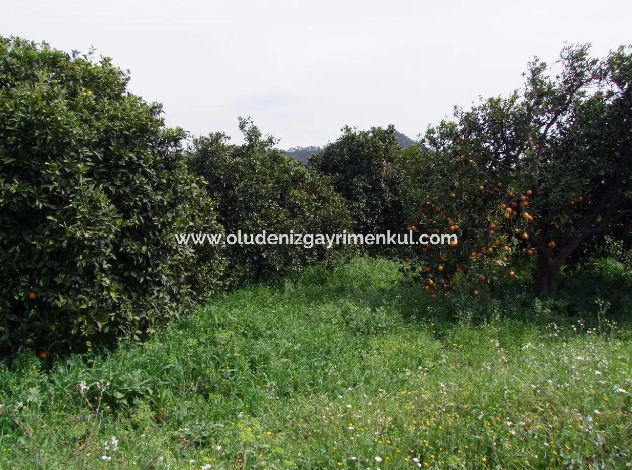 Bad Für Verkauf In Orange Grove 24,000M2 Zum Verkauf In Der Nähe Von Dem Meer Garten Zum Verkauf Schnäppchen