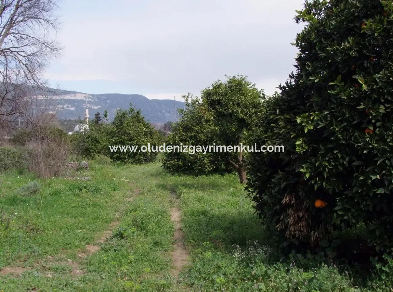 Bad Für Verkauf In Orange Grove 24,000M2 Zum Verkauf In Der Nähe Von Dem Meer Garten Zum Verkauf Schnäppchen