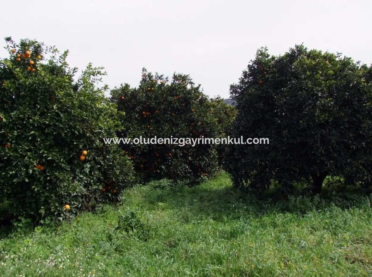 Bad Für Verkauf In Orange Grove 24,000M2 Zum Verkauf In Der Nähe Von Dem Meer Garten Zum Verkauf Schnäppchen