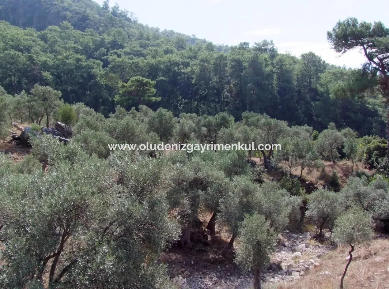 Mit Meerblick Zum Verkauf In Ekincik 5,391M2 Grundstück Zum Verkauf