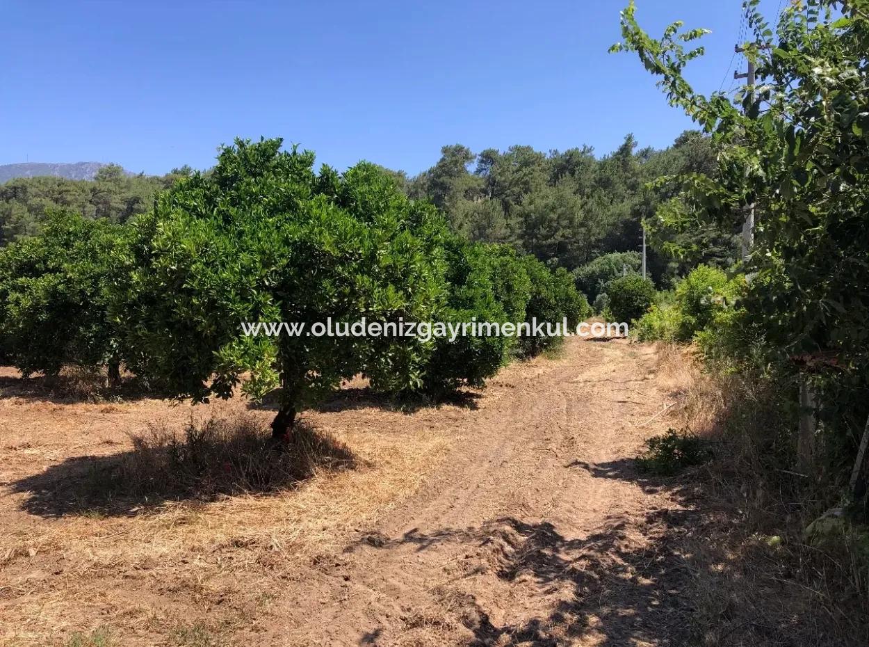 Garten Zum Verkauf In Gokce Akyaka, In Der Nähe Vom Meer, 38,000M2 Grundstück Zum Verkauf