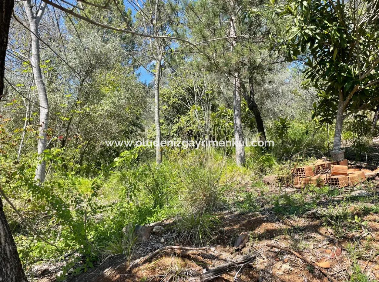 Mehrfamilienhaus Zum Verkauf In 5650M2 Feld In Zeytinalann