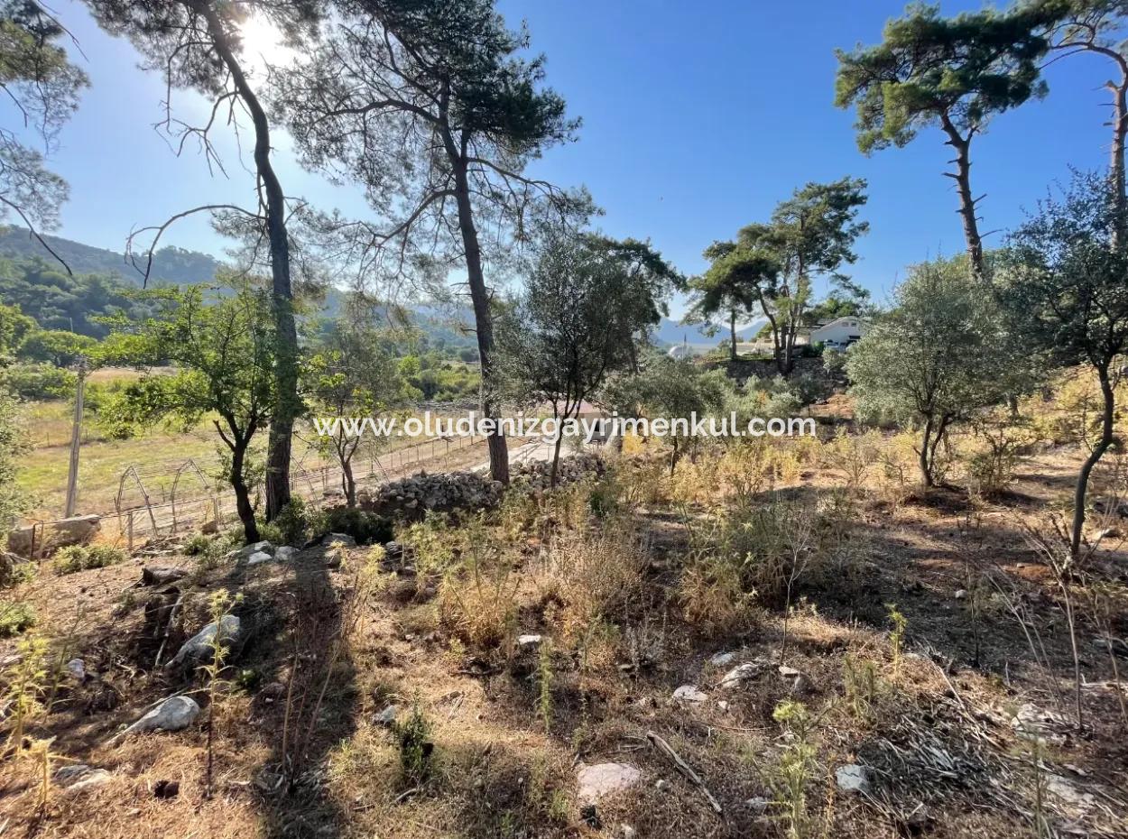 1.320M2 Feld Zum Verkauf Im Zentrum Von Çandır Am Wald