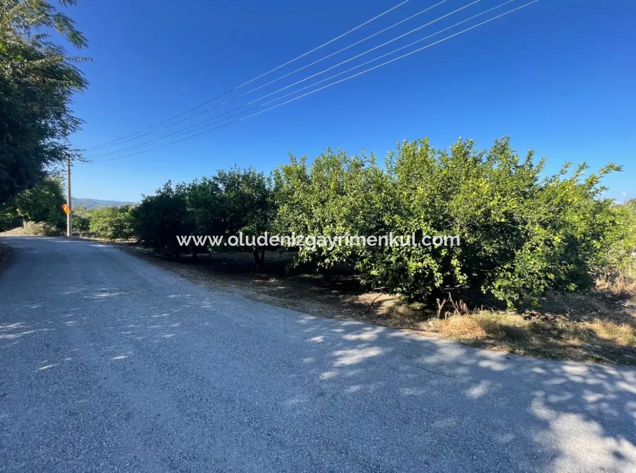 2D-Zitronengarten Zum Verkauf In Marmarli, Dalyan