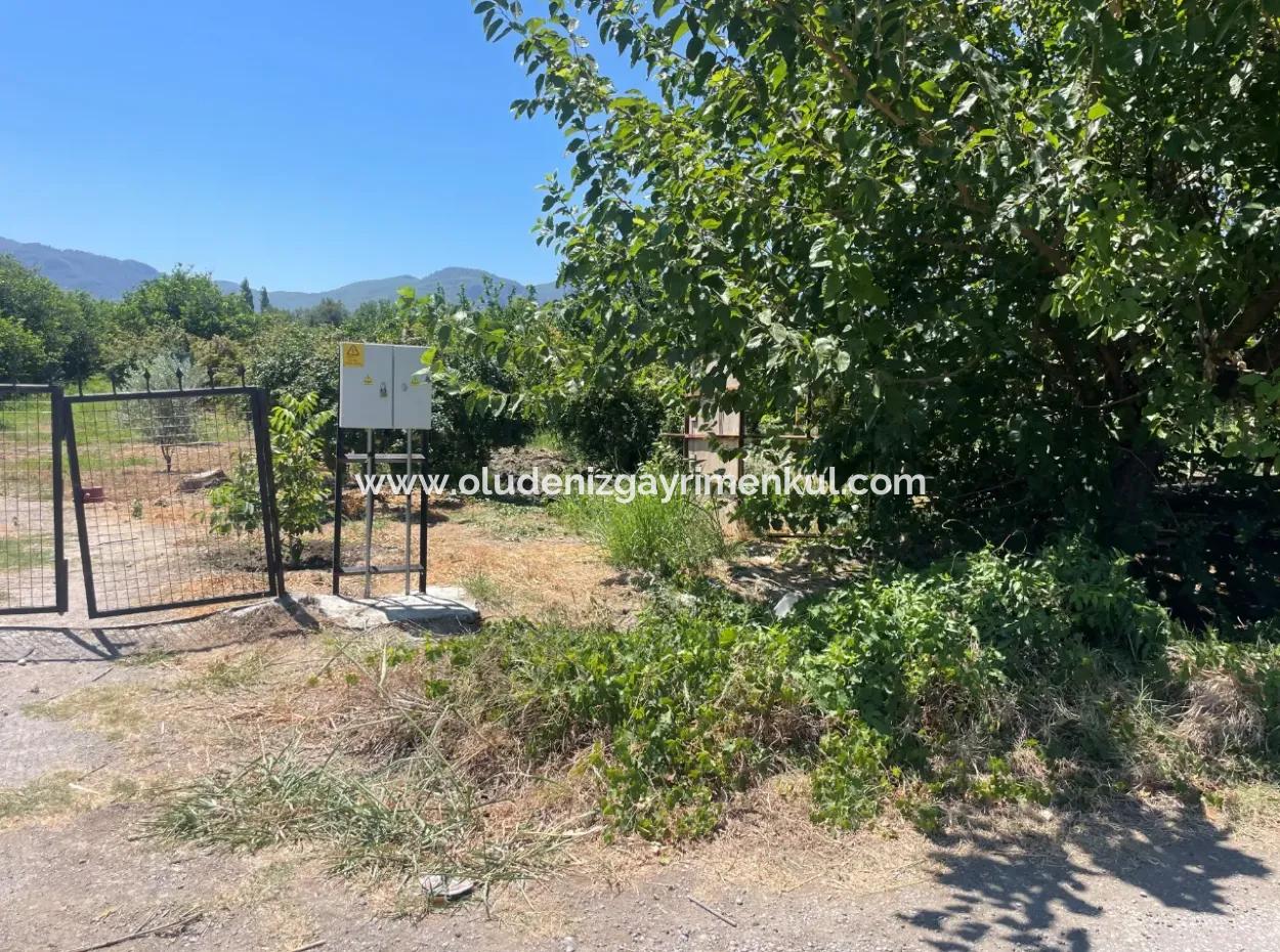 Straßenneuer 6820M2 Granatapfel- Und Zitronengarten Steht In Tepearası Zum Verkauf