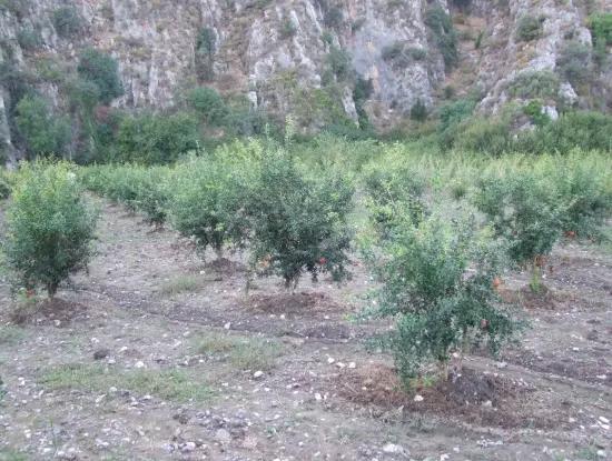 Grundstück Zum Verkauf Granatapfel Garten Zum Verkauf In Oriya Mergenli Mergenli