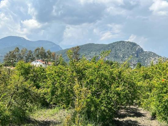 5.100 M² Großes Grundstück In Dalyan, Gebiet Maraş, Zu Verkaufen, Ausgewiesen Für 5% Wohnnutzung.