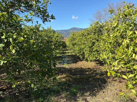 Zitronenhain In Dalyan Zu Verkaufen, 16.500 M²