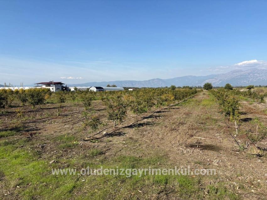 Field For sale in Eskiköy Nbh. Ortaca - Field Zoned - 21.500 m²