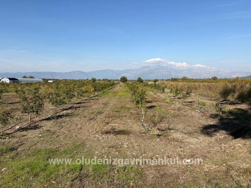 Field For sale in Eskiköy Nbh. Ortaca - Field Zoned - 21.500 m²