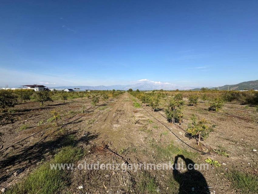 Field For sale in Eskiköy Nbh. Ortaca - Field Zoned - 21.500 m²