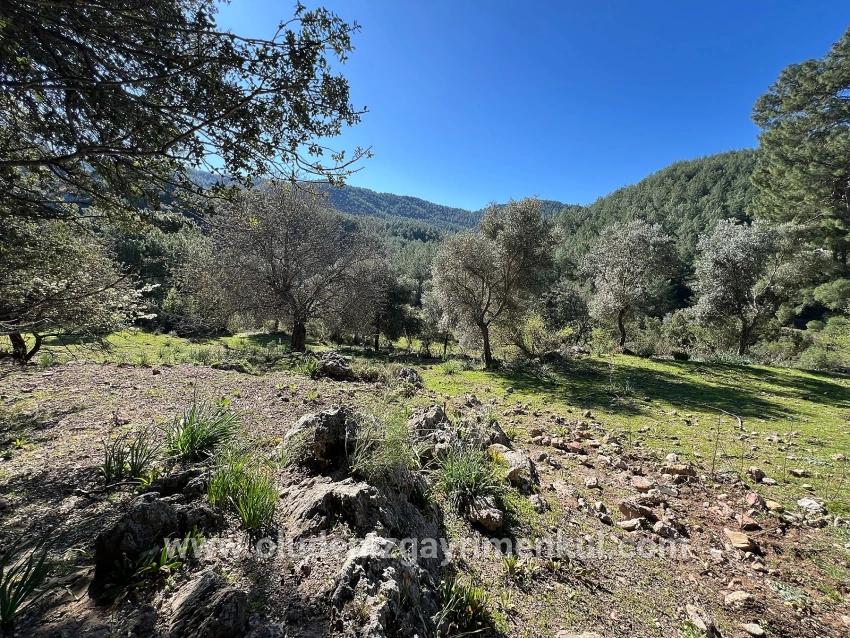 Field For sale in Gökbel Nbh. Ortaca - Field Zoned - 24.163 m²