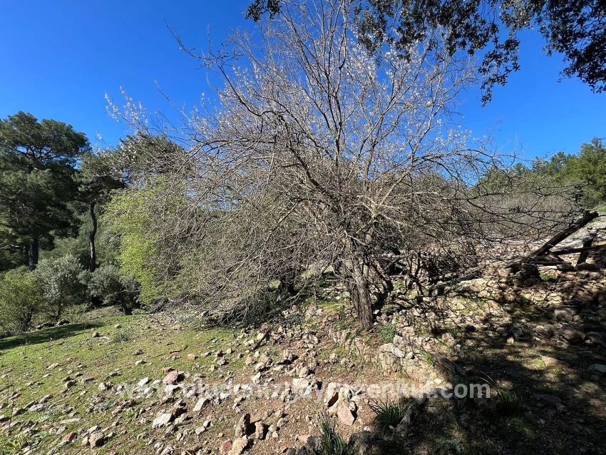 Field For sale in Gökbel Nbh. Ortaca - Field Zoned - 24.163 m²