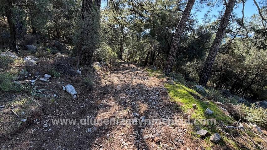 Field For sale in Çandır Nbh. Köyceğiz - Housing Zoned - 5.715 m²
