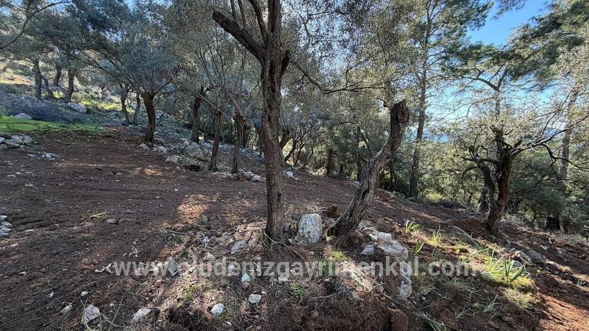Field For sale in Çandır Nbh. Köyceğiz - Housing Zoned - 5.715 m²