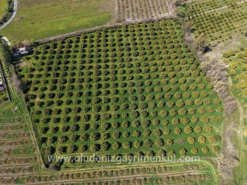 17.550m2 Vineyard-bahce For Sale Close To Dalyan Center