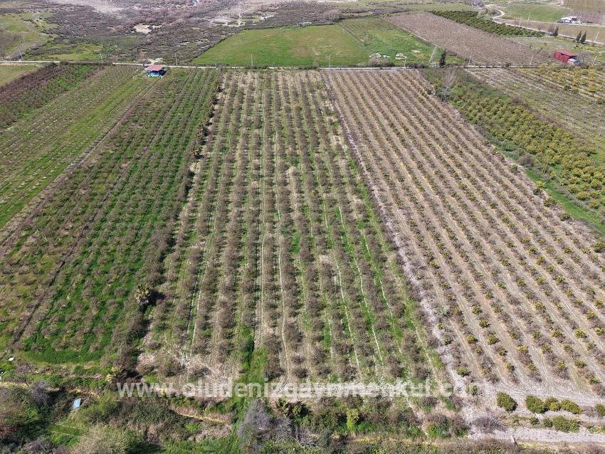 16.710m2 Pomegranate Garden For Sale With Lake View In Eskiköy