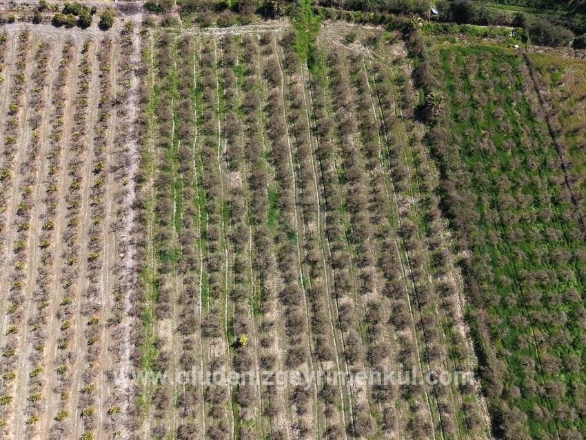 16.710m2 Pomegranate Garden For Sale With Lake View In Eskiköy