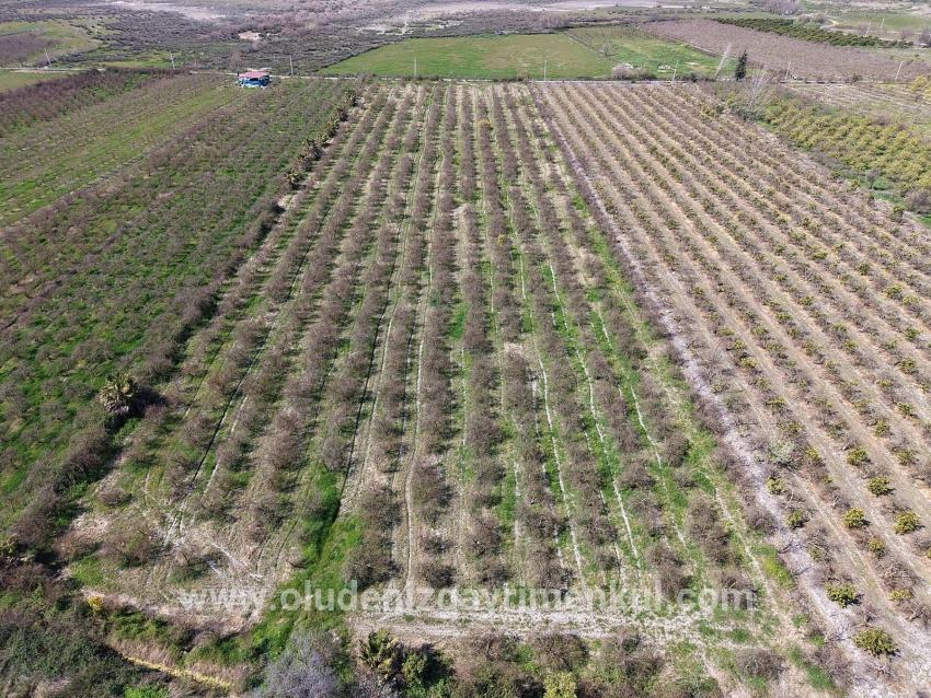 16.710m2 Pomegranate Garden For Sale With Lake View In Eskiköy